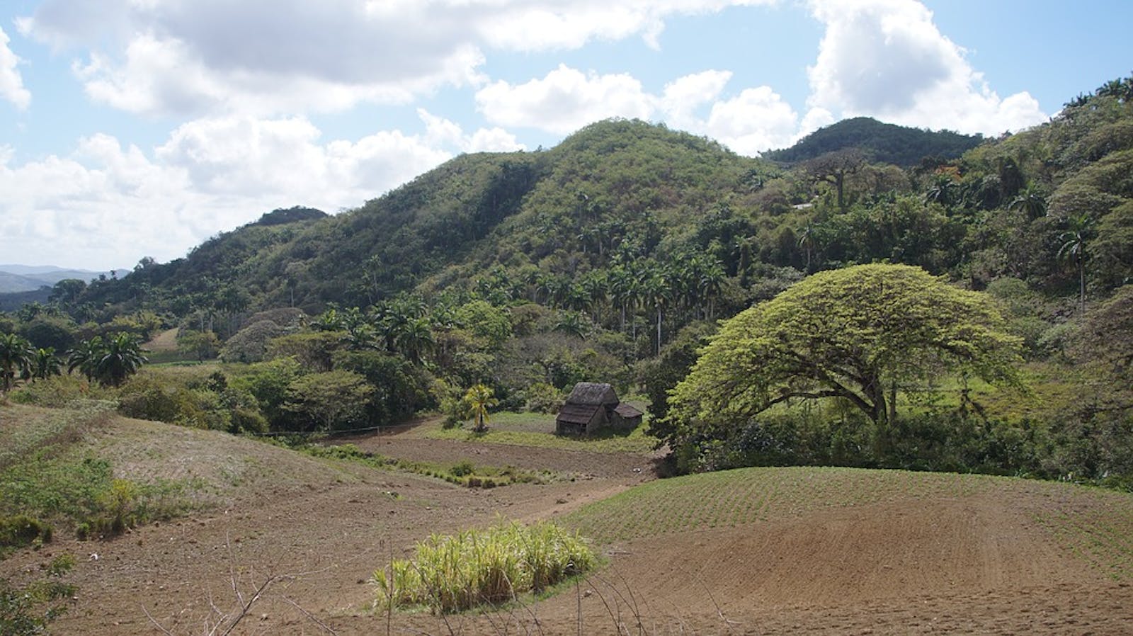 Cuban Dry Forests One Earth